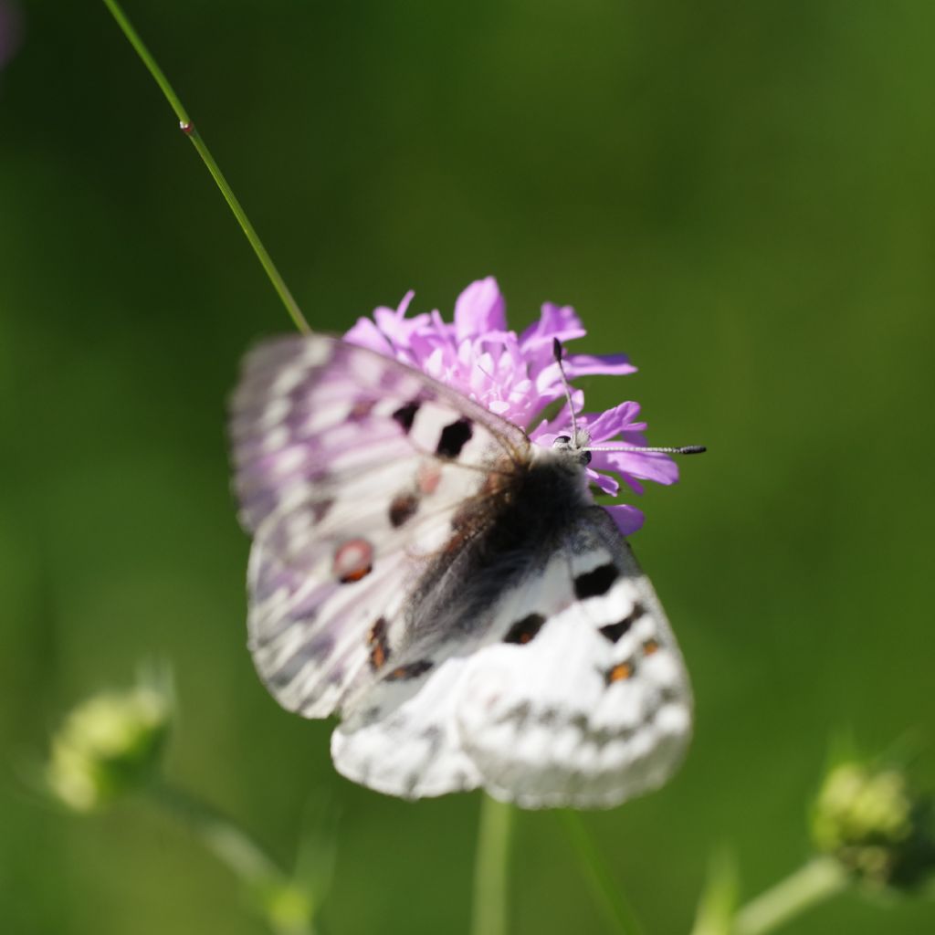 Parnassius apollo